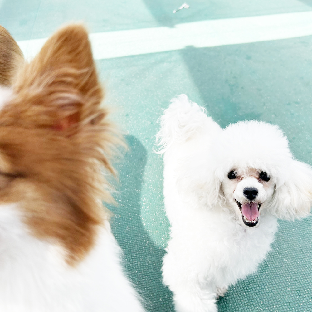 生徒が撮影してくれたモデル犬☆②